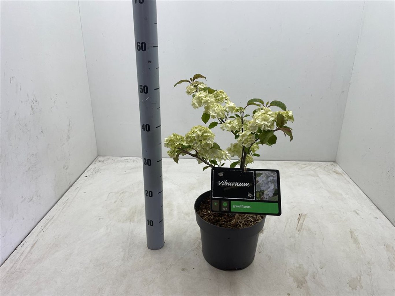 Viburnum plic. 'Grandiflorum' - C4